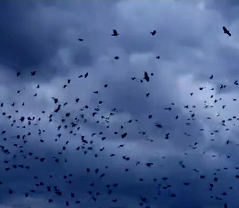 σμήνη πουλιών «χορεύουν» στον ουρανό στα Τρικαλα