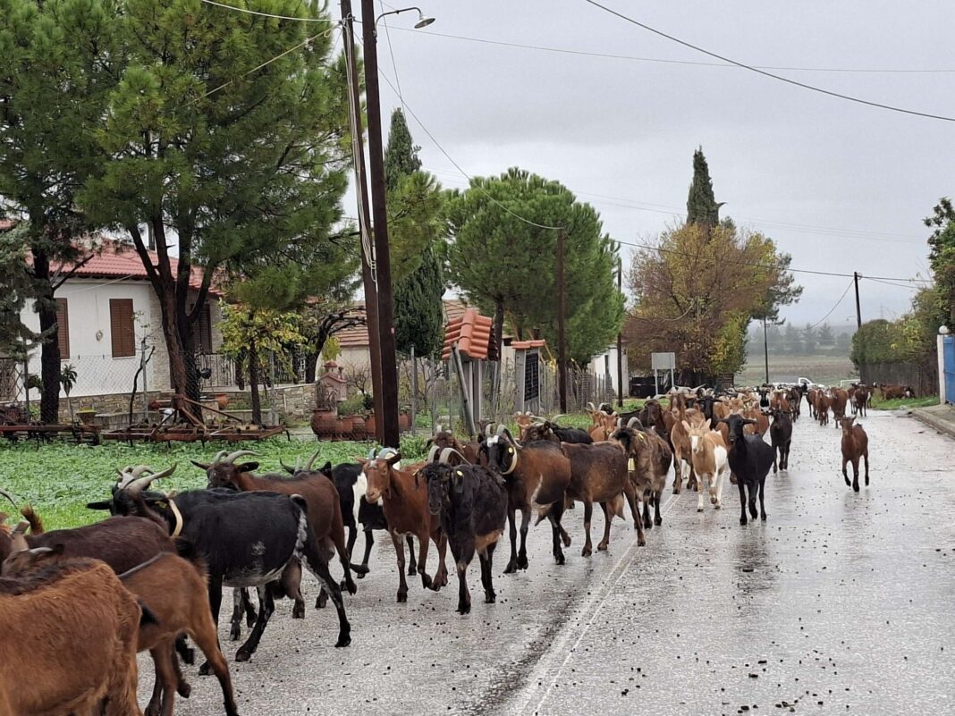 provata_thelarissapaper_20251205_134100_copy_2216x1662