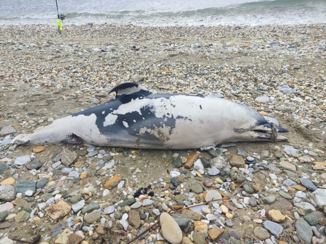 delfini-4-1392x1044 Νεκρό δελφίνι με δεμένο το ρύγχος του εντοπίστηκε σε παραλία του Βόλου