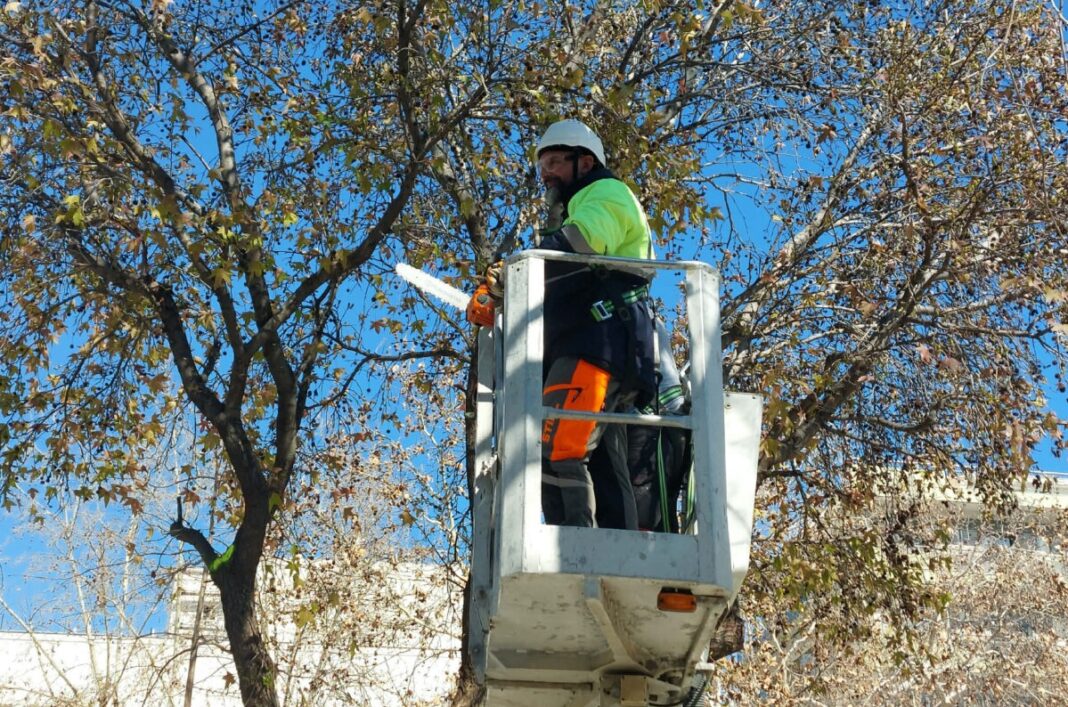 Δήμος Λαρισαίων: Εργασίες κλαδέματος δέντρων την Κυριακή σε 28ης Οκτωβρίου και Παπακυριαζή