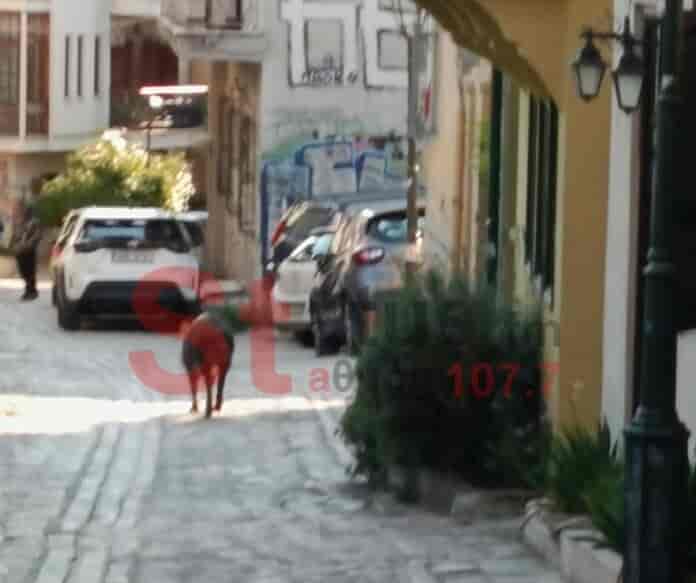 Θεσσαλονίκη: Αγριογούρουνο έκοβε βόλτες στην Άνω Πόλη