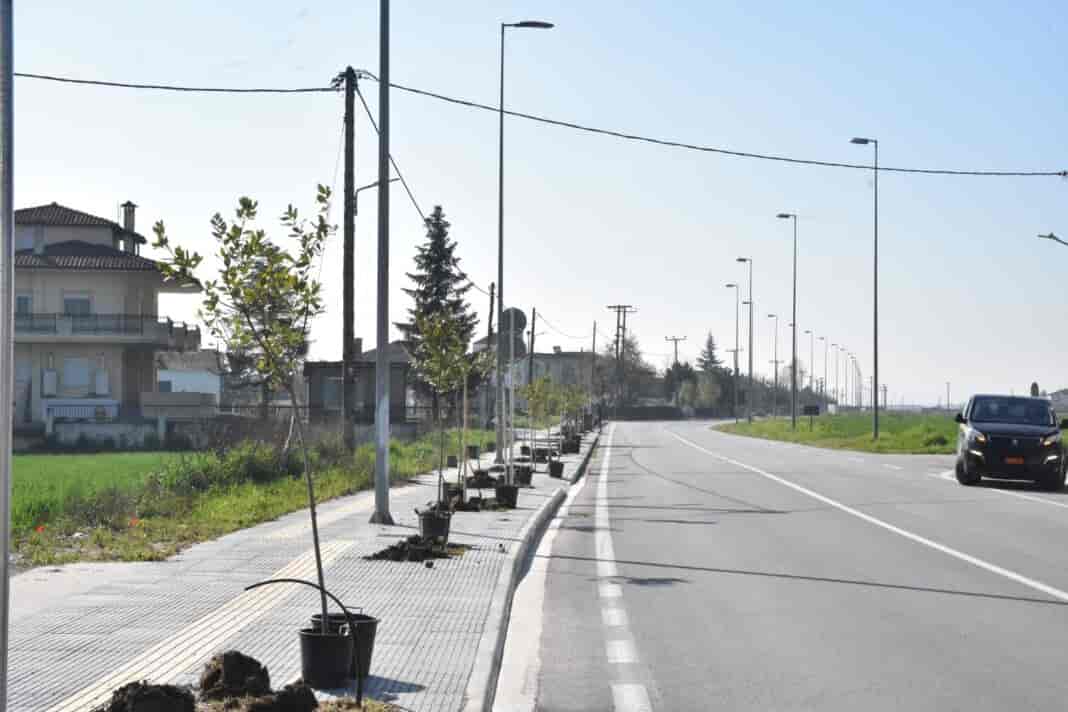 Dendrofyteusi falani (3)