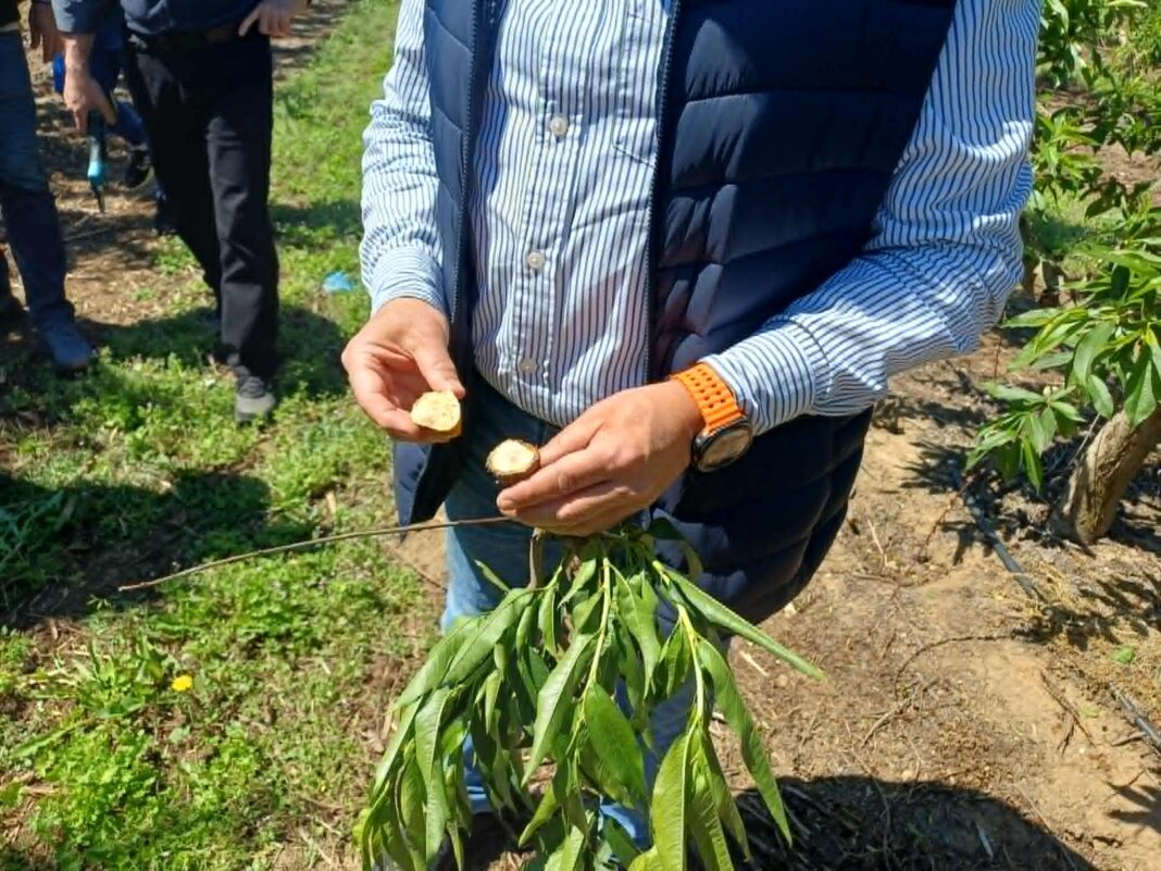00508189203_1af Πρωτοβουλίες της Περιφέρειας για την εκτεταμένη καρπόπτωση και ξήρανση δενδρωδών καλλιεργειών