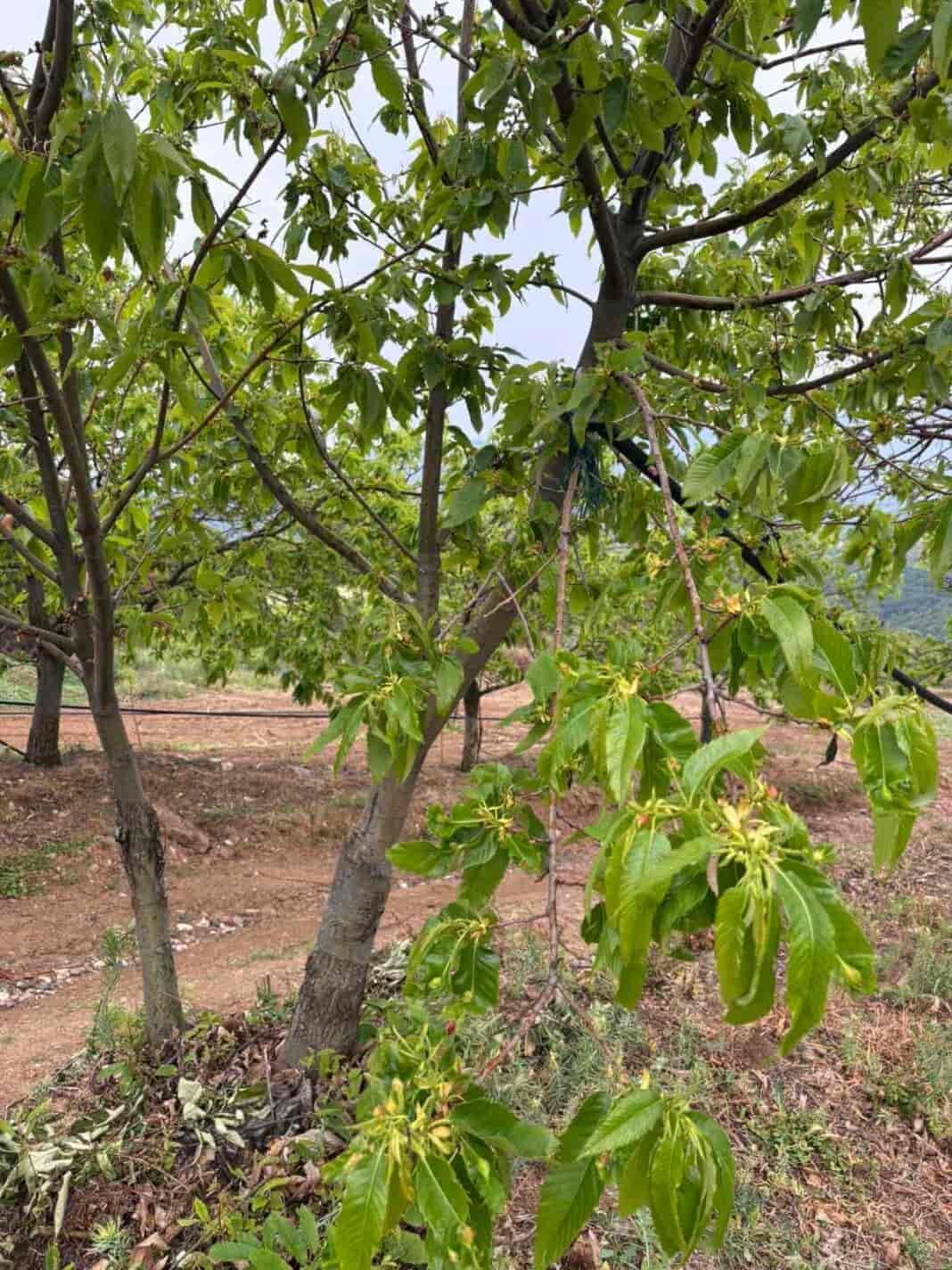 Kastania