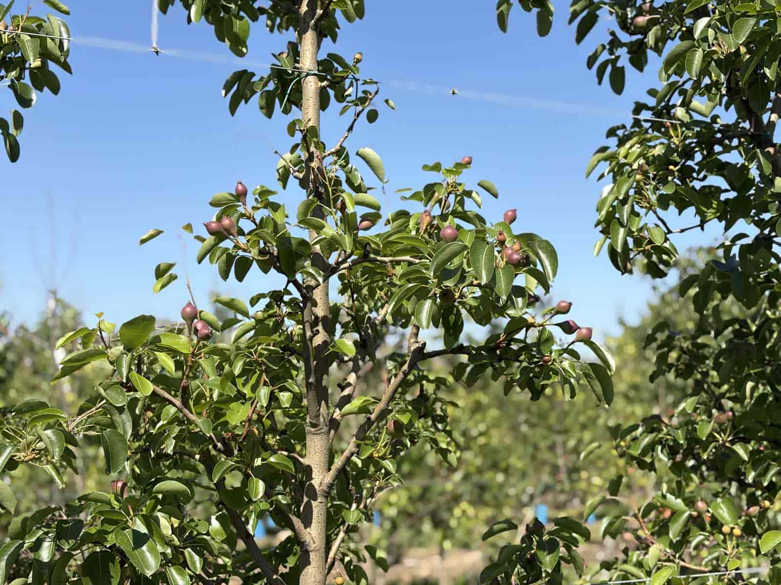 Νέες αυτοψίες και λήψη δειγμάτων για τις εκτεταμένες ζημιές στις δενδροκαλλιέργειες – Άμεσες αποζημιώσεις ζητά ο Δήμος Τυρνάβου