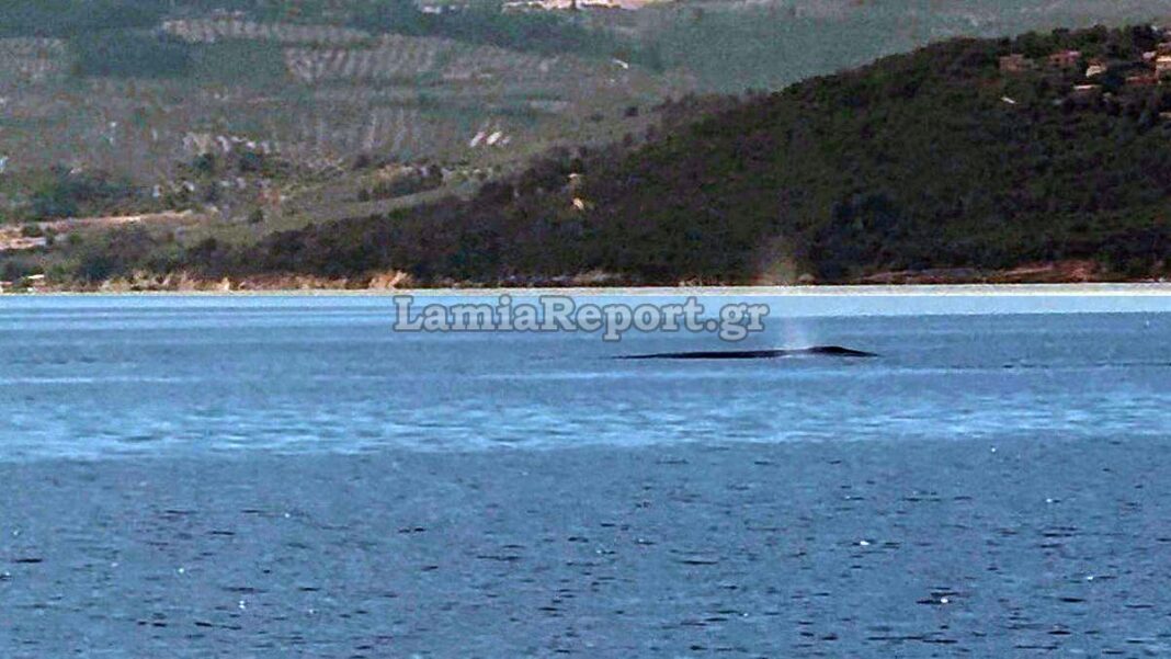 Φάλαινα εμφανίστηκε στον Βόρειο Ευβοϊκό (βίντεο)