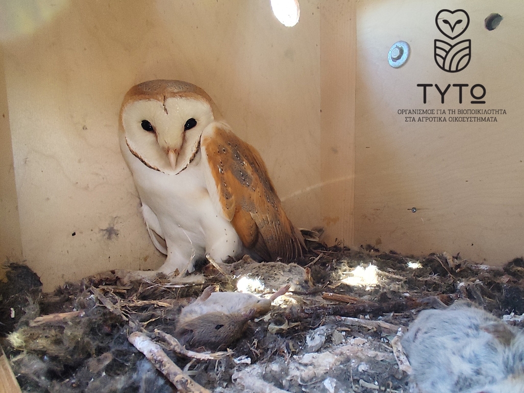 Tyto larissa_8