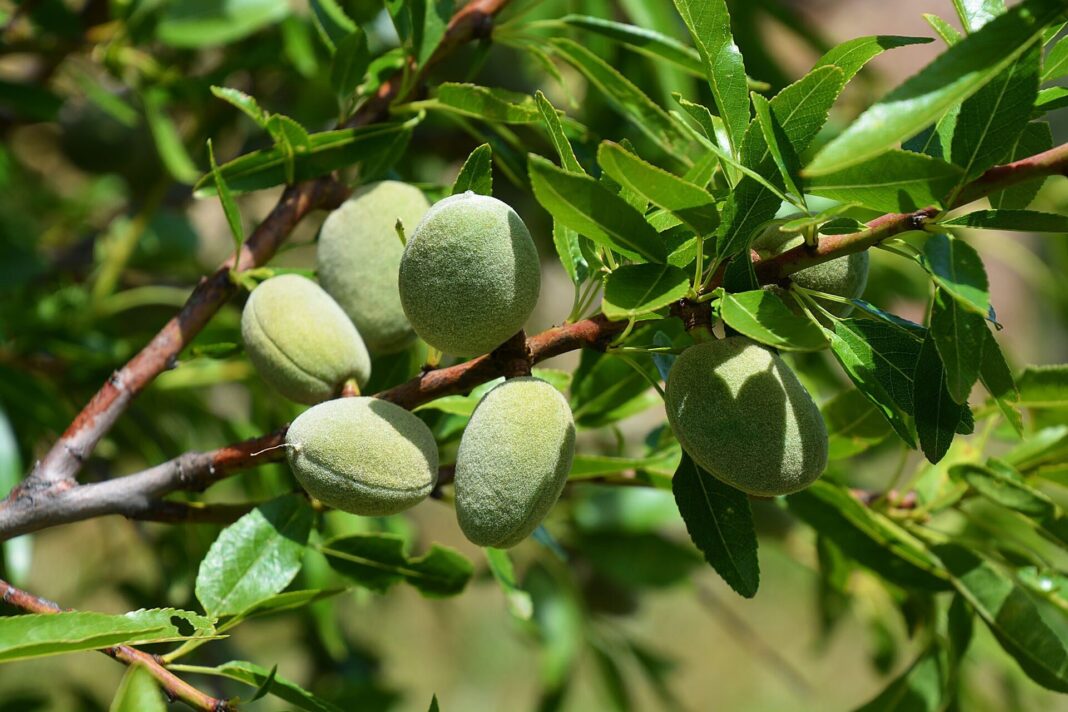 almond tree France